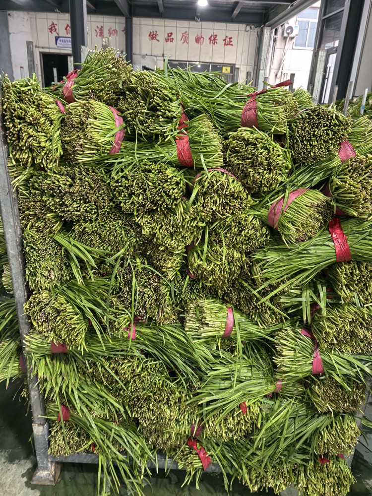 莒南脱水韭菜系列