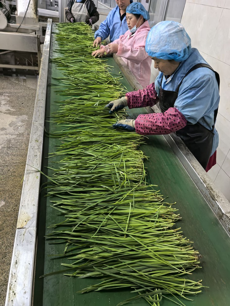 莒南脱水韭菜系列供应