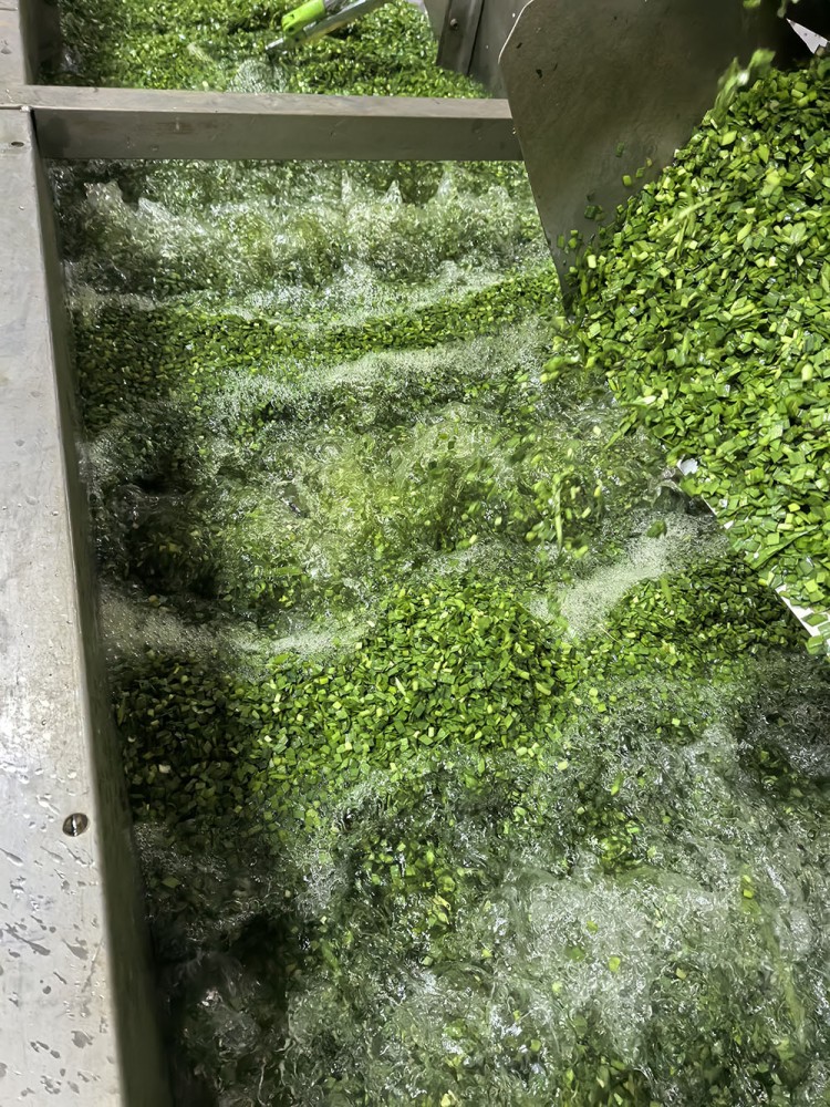 莒南脱水韭菜系列3